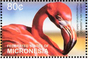 American Flamingo (Phoenicopterus ruber ruber)